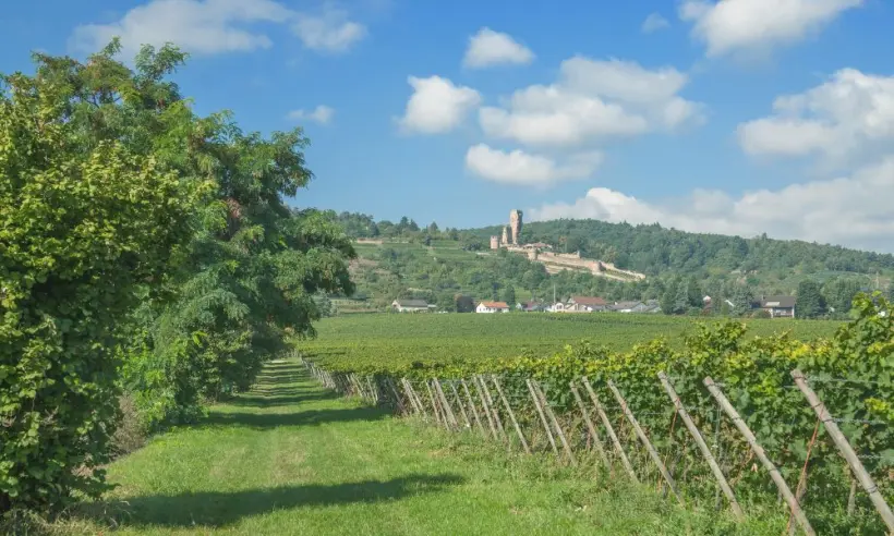 Design ohne Titel (47)